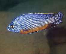 En anden steveni type, som der blev fanget for første gang sidste år er nu også muligt at købe i handlen. Arten hedder , Protomelas taeniolatus Chilumba Jetty . Billede af A. Konings
