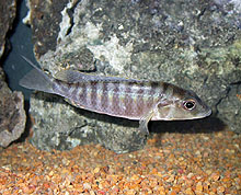 Sciaenochromis ahli, også kald e big-eye ahli ,  er kun mulig at skaffe I forårsæsonen fra det nordlige Tanzania. Den bliver også solgt som H. electric blue , men dette er ikke det korrekte navn