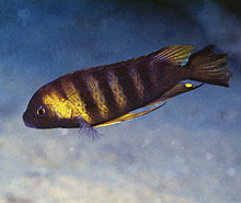 Den såkaldte green zebra eller Cynotilapia sp. Mbweca som er dens latinske navn, er en afra type fra Mozambique, der blev eksporteret første gang for 20 år siden af Eric Fleet. Billede af A. Konings 