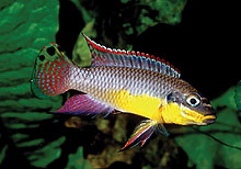 En af de mere interessante cichlider fra Cameroon er Pelvicachromis taeniatus Bipindi . Her er afbilledet en han, som O. Lucanus har taget et billede af