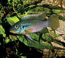 Fra Mungo ved Cameron har man fanget Benitochro- mis (Chromidotilapia) finleyi mungo blue , der en af de mere farverige typer i denne slægt. Billede af O. Lucanus