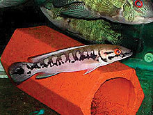 Crenicichla marmorata  fra Brasilien er imidlertidt  mulig at anskaffe sig.  Men den bliver temmelig stor. Billede af. J. Rapps