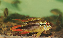 En meget populær dværgcichlide I Europa er Apistogramma agassizi double red 