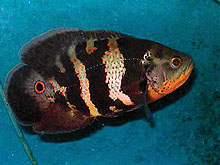 Astronotus orbicularis eller det mere kendte navn, Oscar cichliden, er blevet eksporteret fra São Paulo i Brasilien. Billede af J. Rapps