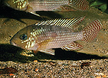 Geophagus itapicuruensis er en ny variant fra Itapicuru River i Bahia området, øst for Brasilien. Billedet er taget af O. Lucanus