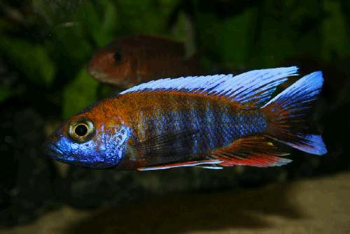 Aulonocara Jacobfreibergi 