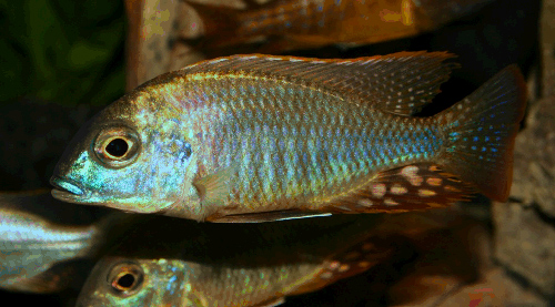 Lethrinops/ Tramitrichromis sp. Red flush Tanzania (måske) der var delte meniger om denne ellers super flotte fisk.