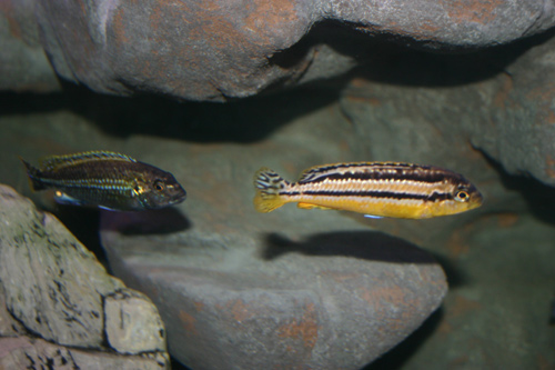 Melanochromis auratus par 