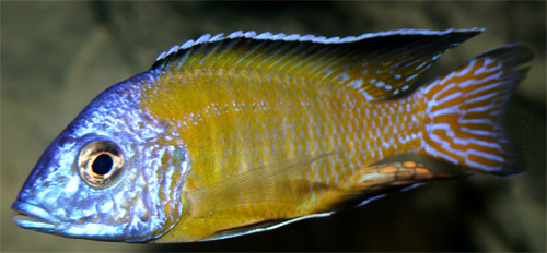 Aulonocara stuartgranti 