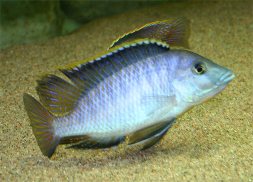 Mylochromis lateristriga hanner