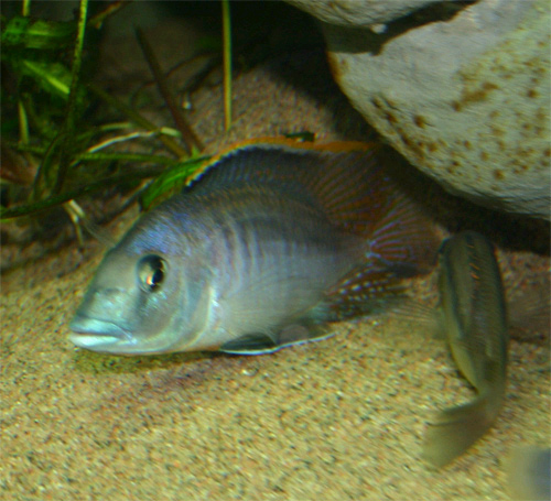 Mylochromis lateristriga yngler