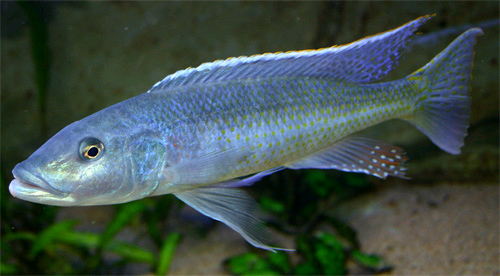 Champsochromis caeruleus