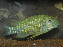 Petrochromis macrognathus fra Tanganyika-søens zambianske kyst er en udfordrende men alligevel for tiden populær art for akvarister.
