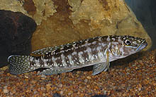 Denne fisk, der er fanget i Tanzania og ofte eksporteres som Lepidiolamprologus nkambae, er en L. kendalli.