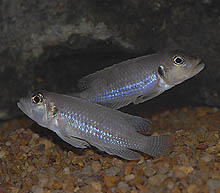 Denne Lamprologus cf. stappersi 'neon', der angiveligt stammer fra det centrale Tanzania, har en skinnende blå stribe.