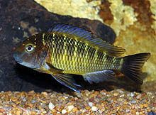 Denne Tropheus moori, der er fanget ved Kala Island i Tanzania, har blå rygfinne, grøn krop og blommefarvet hoved.