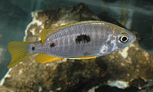 Copadichromis sp. 'yellow jumbo', som for nylig blev eksporteret fra Gome i Malawi, ankom som ungfisk og er ikke fuldt udvoksede. Dette er typisk for visse Copadichromis-arter.