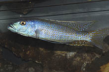 Denne rovfisk, Champsochromis caeruleus, der indsamles uregelmæssigt i naturen og næsten aldrig i farver, blev fanget ved Itungi Port i Tanzania.