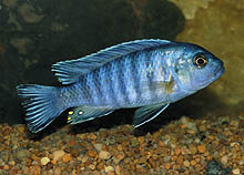 Maylandia sp. 'kingsizei Lumlaulo', der er fanget i Mozambique, er en kæmpe sammenlignet med 'kingsizei' fra andre lokaliteter.