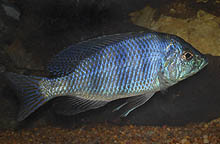 Mylochromis ericotaenia Manda, som er en anden sjældent eksporteret art fra Tanzania, har lodrette striber og den typiske diagonalstribe.