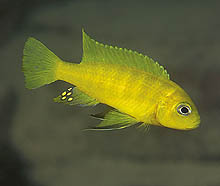 Denne lille art, Cynotilapia sp. 'lion Ntekete', findes langs søens østkyst og kaldtes tidligere Pseudotropheus sp. 'dwarf gold'. Foto: A. Konings