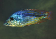 Endnu en sjældent set fisk fra Tanzania: Mylochromis epichorialis, som er ankommet for nylig. Foto: A. Konings