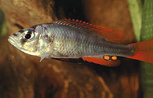 Haplochromis 'argens', der opdrættes enkelte steder, inklusive Florida, kunne fås for mange år siden, men er ikke længere tilgængelig for akvarister på kommerciel basis. Foto: O. Seehausen