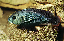 En anden art, der ofte bliver overset, er Neochromis omnicaeruleus (tidligere Haplochromis 'blue scraper'). Den kan ikke fås ad kommercielle kanaler. Foto: O. Seehausen