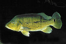 Cichla sp. Xingu, der fanges i Xingu-området i Brasilien, kan vise sig at være en ny art. Foto: A. Lucanus