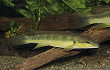 Crenicichla minuano, der oprindeligt stammer fra Rio Uruguay, når en længde på 18 cm, hvilket er på den 'lille' side for geddecichlider. Foto: O. Lucanus