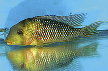 Gymnogeophagus cf. labiatus 'blue Yerbalito, der fanges i Urugays østlige Cerro Lago-provins, er en af de mange smukke labiatus-lignende arter. Foto: J. Rapps