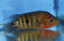 Amphilophus sp. 'islestas', der indsamles i mudrede habitater bag en ø i Nicaragua-søen. Den lever ikke i det typiske A. citrinellus-område og er muligvis en ubeskrevet art. Foto: J. Rapps