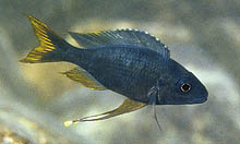 Den gulhalede Ophthalmotilapia ventralis fra Ulwile Island i Tanzania er en sjældent importeret variant af denne populære art. Foto: A. Konings