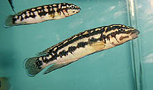 Denne Julidochromis 'transcriptus', som angiveligt er fra Gombe-området i Zambia, er igen blevet importeret for nylig.