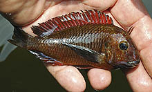 Tropheus moori Nundo, som afanges et sted mellem Nkambe og Chilanga (øst for Nsumbu) er ny-eksporteret fra Zambia. Foto: T. Veall