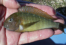 Denne bestand af T. moori Namansi, som udskibes fra Tanzania, har mest gule markeringer - meget lig den T. moori, man finder nær Nangu (Zambia), mange kilometer borte!