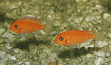 Søopdrættet Maylandia estherae eller Rød Zebra. Den 'forstærkede' farve kommer af at foderet er tilsat 5% olieekstrakt af cyclops.