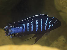 Maylandia sp. 'Dolphin', som oprindeligt indsamledes nær Njambe i Tanzania, kan nu fås som F1 ungfisk, men er kendt som vanskelig at få til at yngle. Foto: A. Konings