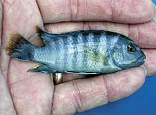 Denne lille, nye mbuna fra Tanzania, Ps. sp. 'minutus tanzaniae' findes uregelmæssigt ved Pombo Reef.