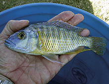 En anden ny variant fra Tanzania, Protomelas sp. 'Chimate' mangler stadig en korrekt identifikation. Nogle gæt?