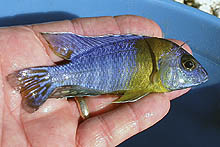 En smuk Aulonocara-han fra Gallireya Reef i Malawi. Den ligner den form, der indsamles ved Chitimba, kendt som Aulonocara maulana, men varianten fra Gallireya Reef ser ud til at have større ægpletter.