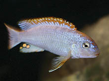 Denne variant af Pseudotropheus sp. 'Red Top Ndumbi', som for nylig er kommet fra et sted nær Ndumbi i Tanzania, har røde pletter i panden, ikke det sædvanlige røde mærke.