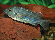 Ungfisk af den sjældent sete Ctenochromis polli er for nylig blevet importeret fra Congo. Denne fisk bliver over 13 cm. Foto: A. Bornstein