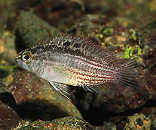 Denne Nannacara taenia, som eksporteres i relativt beskedne tal fra Brasilien, opdrættes også i Europa. Foto: O. Lucanus