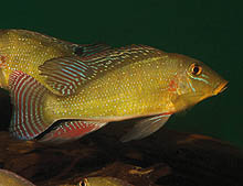 Retroclus xinguensis, som indimellem kan fås som ufarvede ungfisk fra det sydøstlige Brasislien, er meget mere spektakulær som voksen. Foto: O. Lucanus