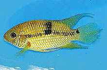 Aequidens patricki, som findes i Ucayali-området i Syd-Peru, er en relativt fredsommelig cichlide. Foto: J. Rapps