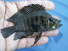 Altolamprologus compressiceps 'coal black', som fanges i Nangu, Zambia, har - til forskel fra A. compressiceps 'black'-varianterne fra det østlige Tanzania - meget mørke farver.