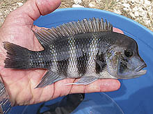 Cyphotilapia frontosa fra Karilani Island i Tanzania har en gullig rygfinne, et blåligt ansigt og seks striber, til forskel fra C. frontosa fra Kigoma.
