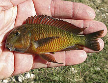 Tropheus moori 'golden Kazumbe', som for nylig er blevet eksporteret fra Zambia (det nøjagtige sted er ukendt), er blevet godt modtaget af entusiasterne.
