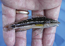 Julidochromis sp. 'kapampa', som tidligere eksporteredes sporadisk, ligner både J. transcriptus og J. ornatus. Den fanges i det sydlige Congo.